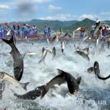 Масова ловля риби в Китаї