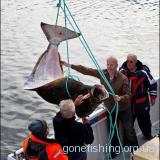 Німецький пенсіонер зловив 220-кілограмову рибину