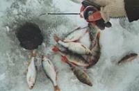 Українці найкращі у ловлі риби мормишкою з льоду
