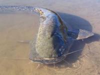 Рівненські рибалки зловили 2-х метрового сома вагою майже 50кг!