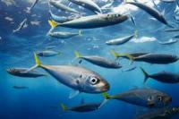 Наявність постійного шуму може викликати стрес у риби