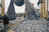 Вилов риби в Україні в 2010 скоротився більш ніж на 10%
