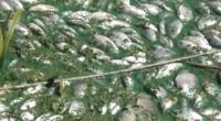 масовий замор риби у Добротворі