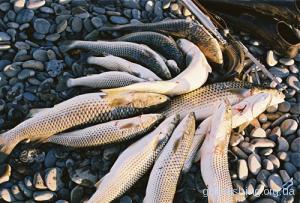 Основи морської рибалки: ловля пеленгаса