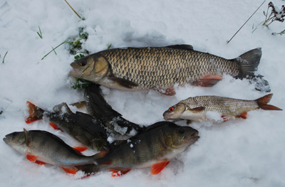Результат зимовоъ рибалки