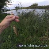 Рыбалка на КАРПА летом ǀ КАРП НА ПОПЛАВОК ǀ маленькое и КЛЁВОЕ озерцо
